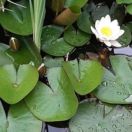 Stuermer * 诺德豪森