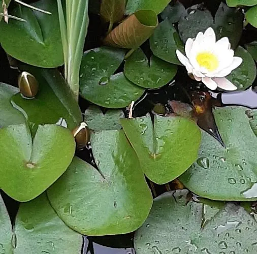 Stuermer * Nordhausen